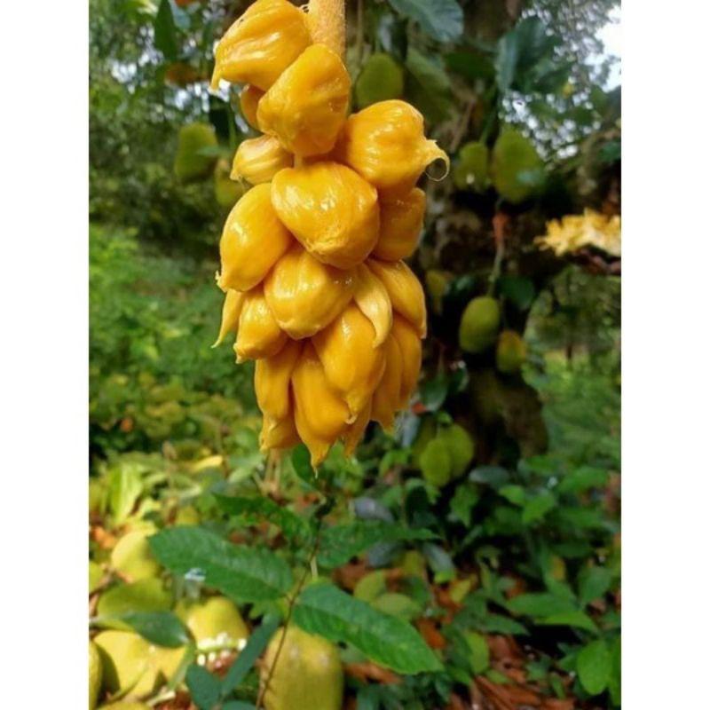 Mít tố nữ - nữ hoàng các loại mít