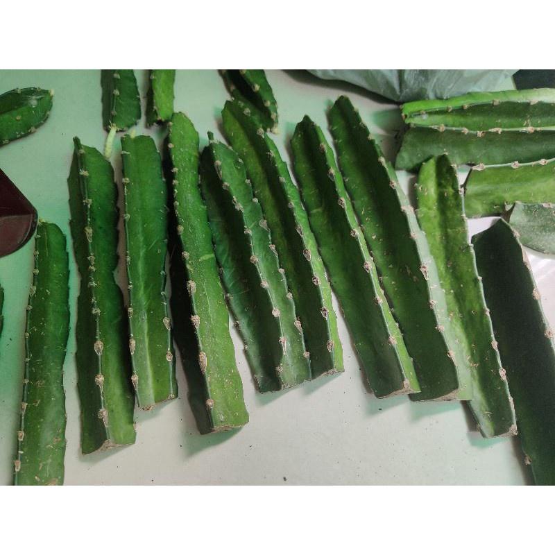 Xương rồng ba cạnh - 1 kg tươi