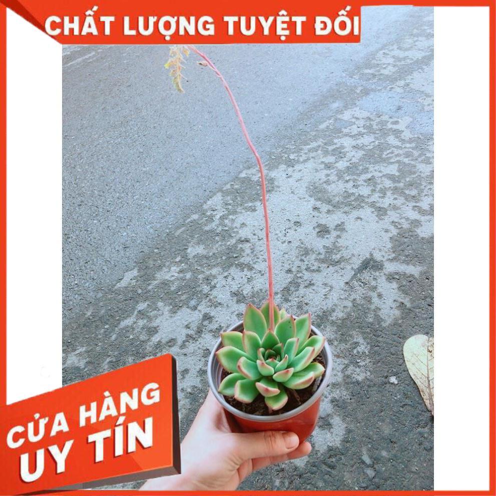 Chậu Sen Đá Viền Đỏ Nhiều Người Mua