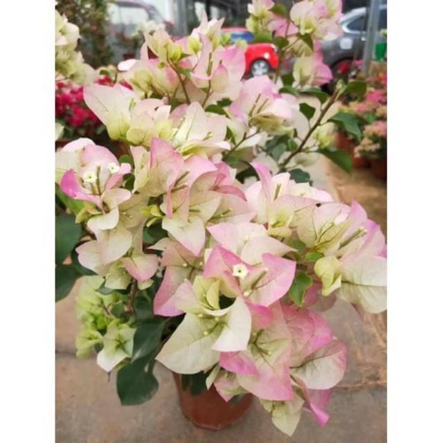 CHẬU Cây hoa giấy lùn siêu hoa TRẮNG phớt hồng SIÊU HIẾM, SIÊU ĐẸP - NCHGLSHTPH