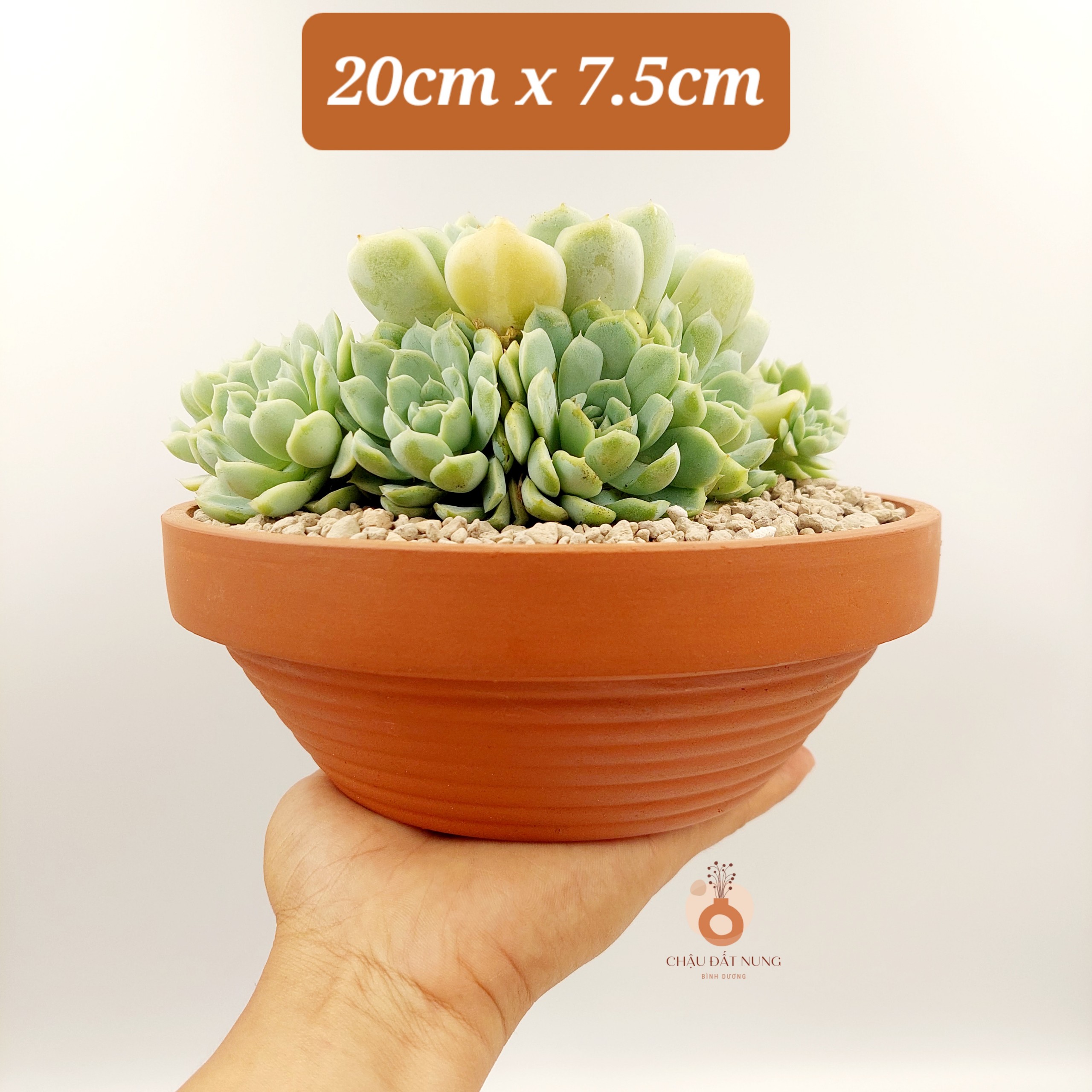 Chậu đất nung, chậu sen đá - Thau 2075, miệng chậu 20cm, chiều cao 7.5cm
