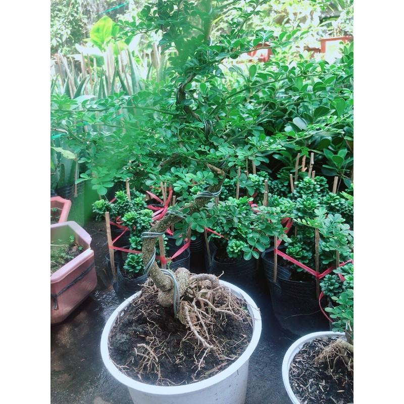 Cây Cần Thăng Bonsai Lớn