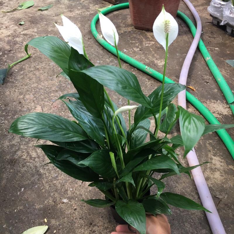Cây lan ý để bàn cao 30-40cm bụi to đẹp dễ chăm sóc thích hợp trang trí văn phòng bàn làm việc