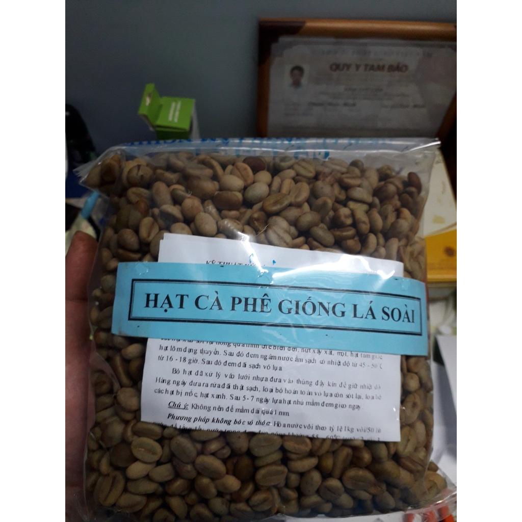 1 KG HẠT GIỐNG CÀ PHÊ VỐI CAO SẢN LÁ XOÀI  HẠT TUYỂN CHỌN  BAO NẢY MẦM.