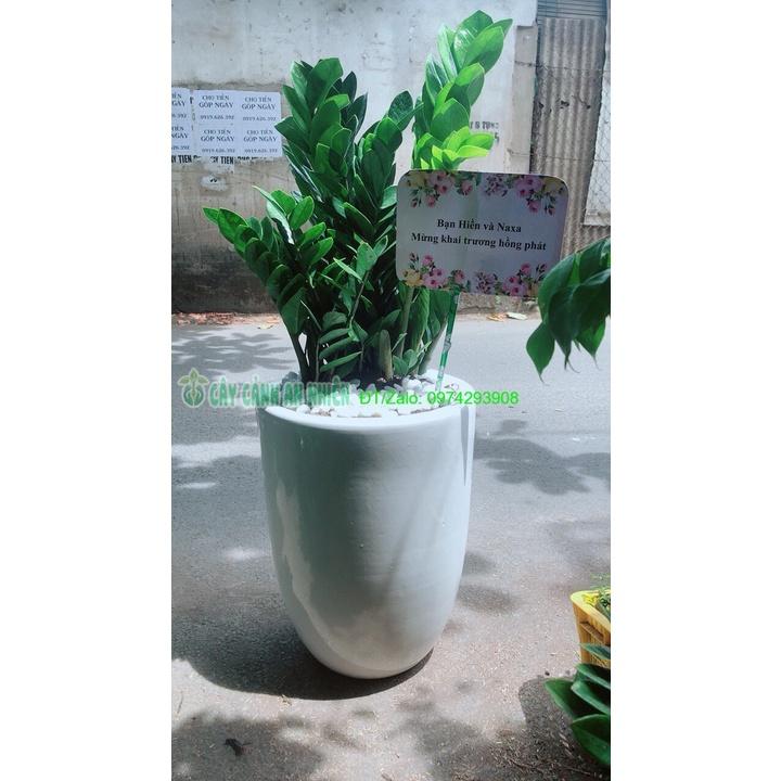 Chậu Cây Kim Phát Tài Cao 1m