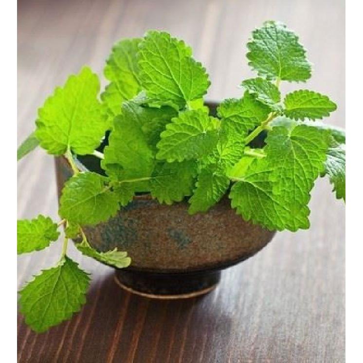 Hạt giống cây Bạc Hà Âu 100 hạt/gói