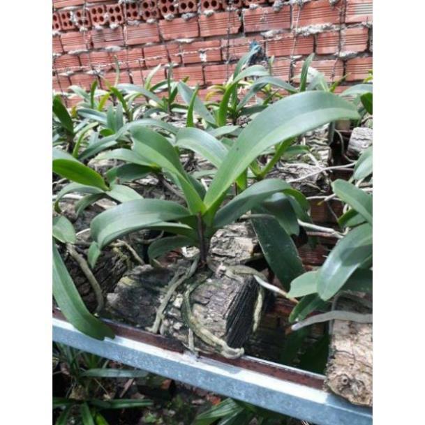 Sản Phẩm Hoa Lan Ngọc Điểm Rừng