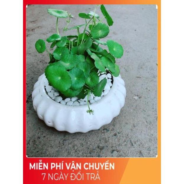 Chậu Cỏ Đồng Tiền