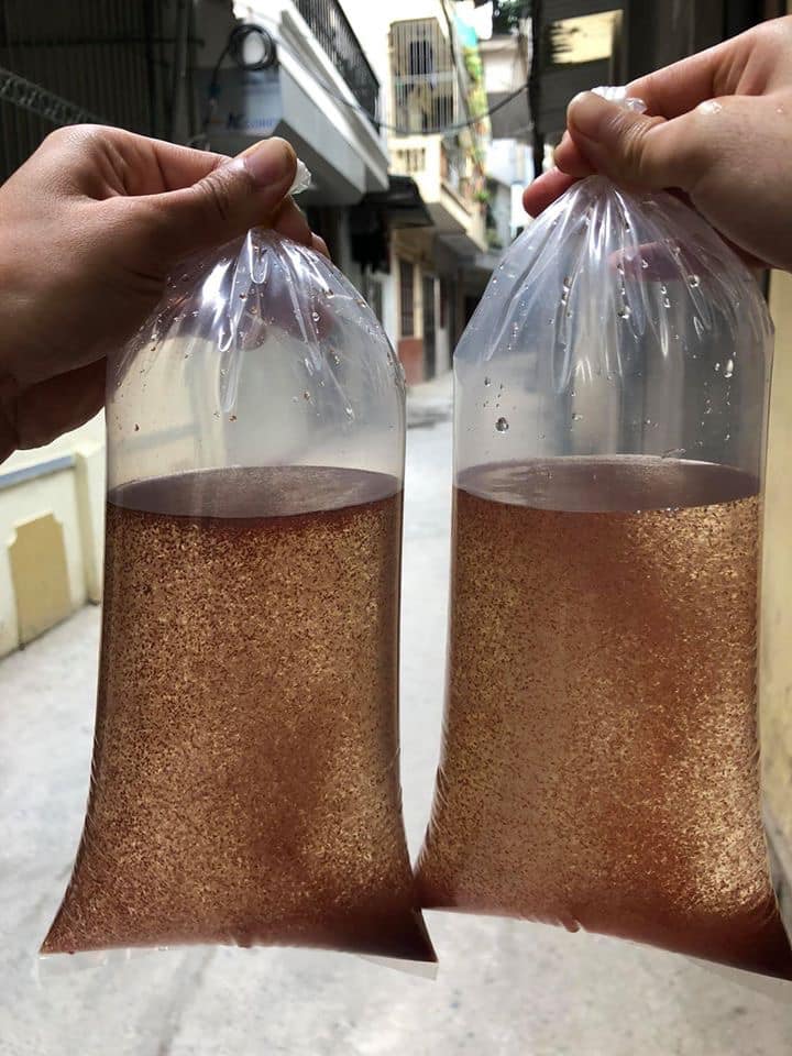Trứng Artemia Mỹ ấp nở làm thức ăn cho cá bột, cá Guppy, cá Betta - Hủ 20g