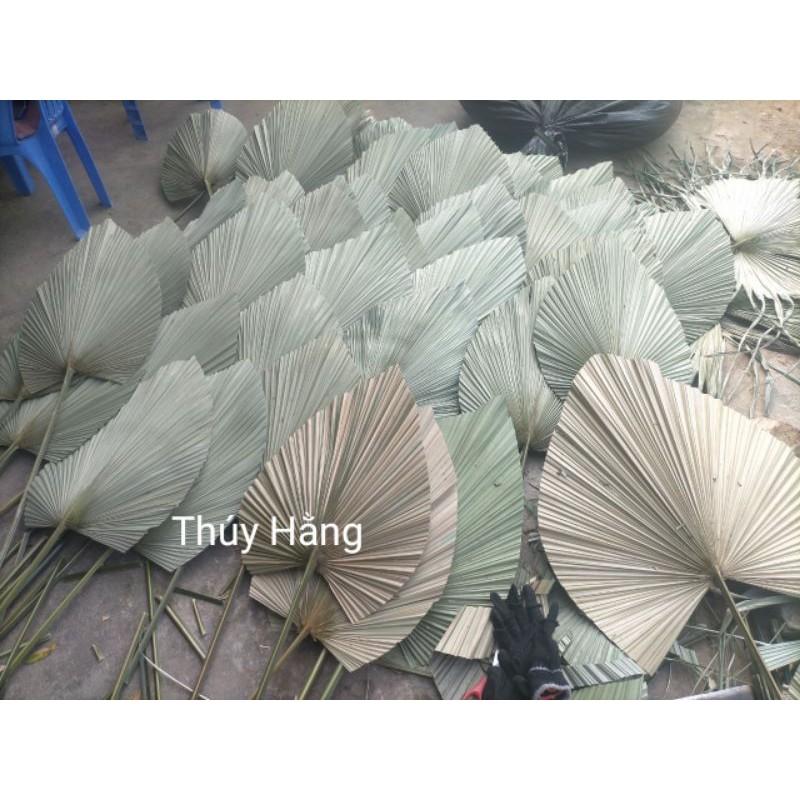 Lá Cọ Khô Tự Nhiên Trang Trí, Decor