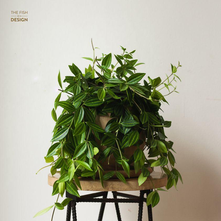 Chậu Cây Bình An size LS | The Fish Design