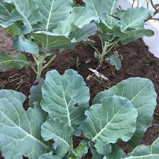 Combo 2 gói Hạt giống rau cải rổ,cải làn-gói 20gram/tặng kèm gói phân bón lót