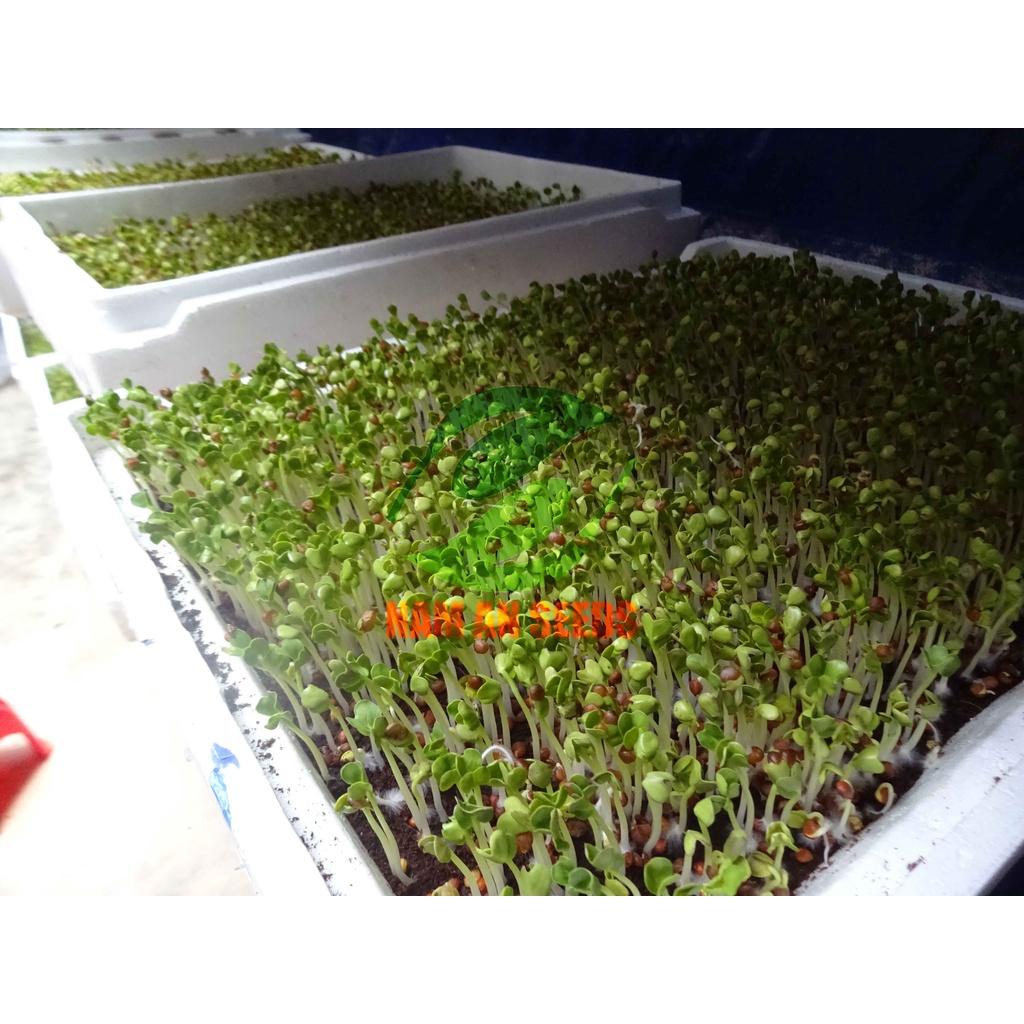 Hạt Giống Rau Mầm Củ Cải Trắng Thu Hoạch Sau 5-7ngày