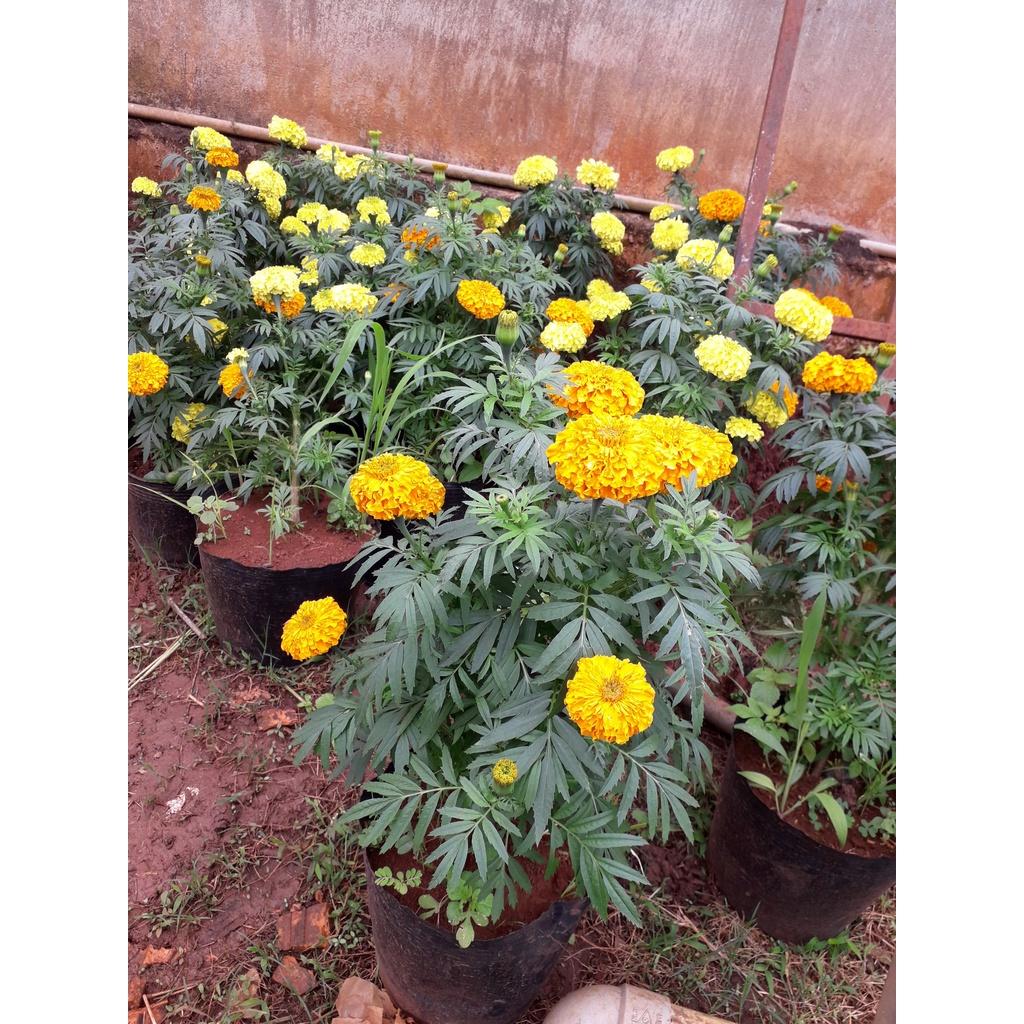 CÂY HOA CÚC VẠN THỌ