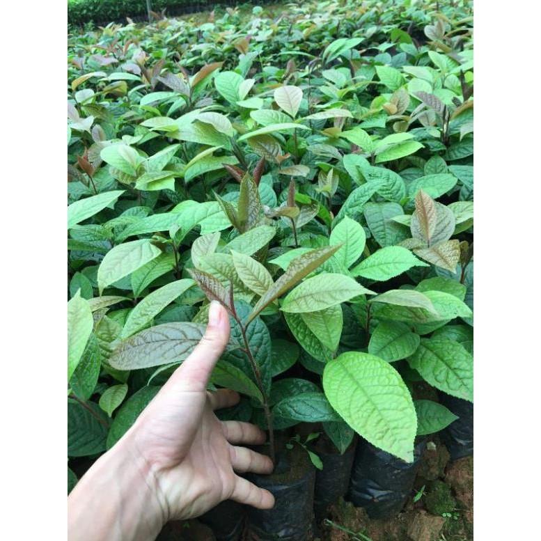 2 cây trà hoa vàng ươm trong bầu đất