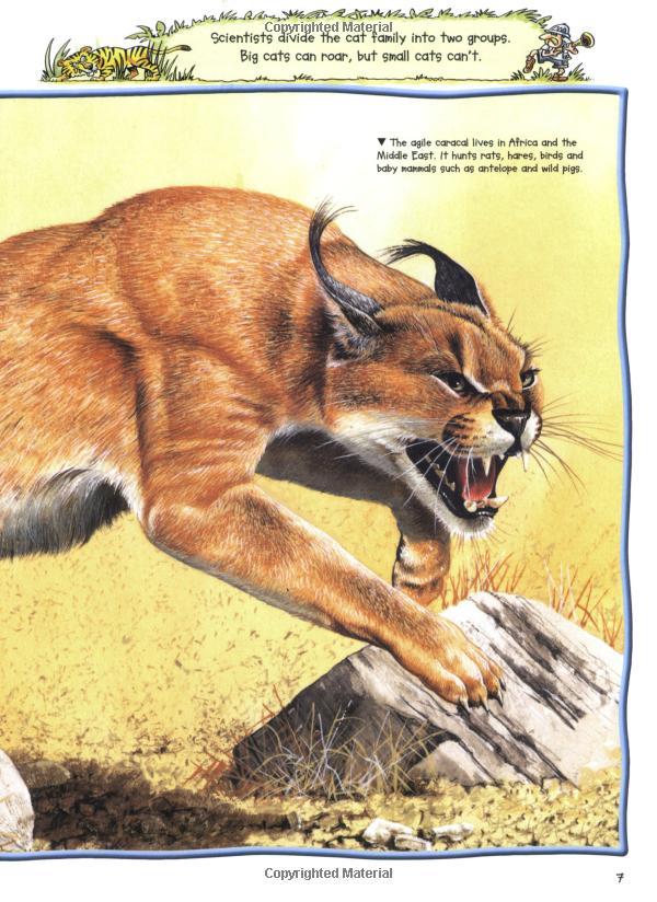 Pocket Edition 100 Facts Big Cats