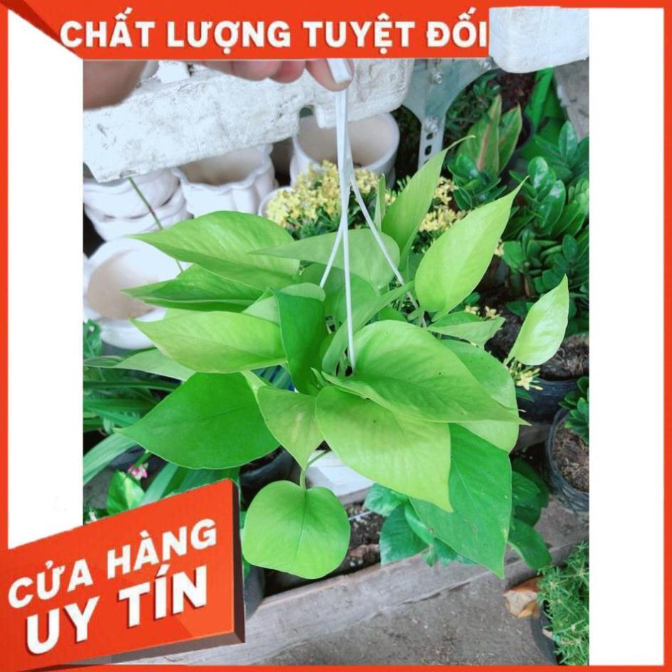 Chậu Trầu Bà Treo