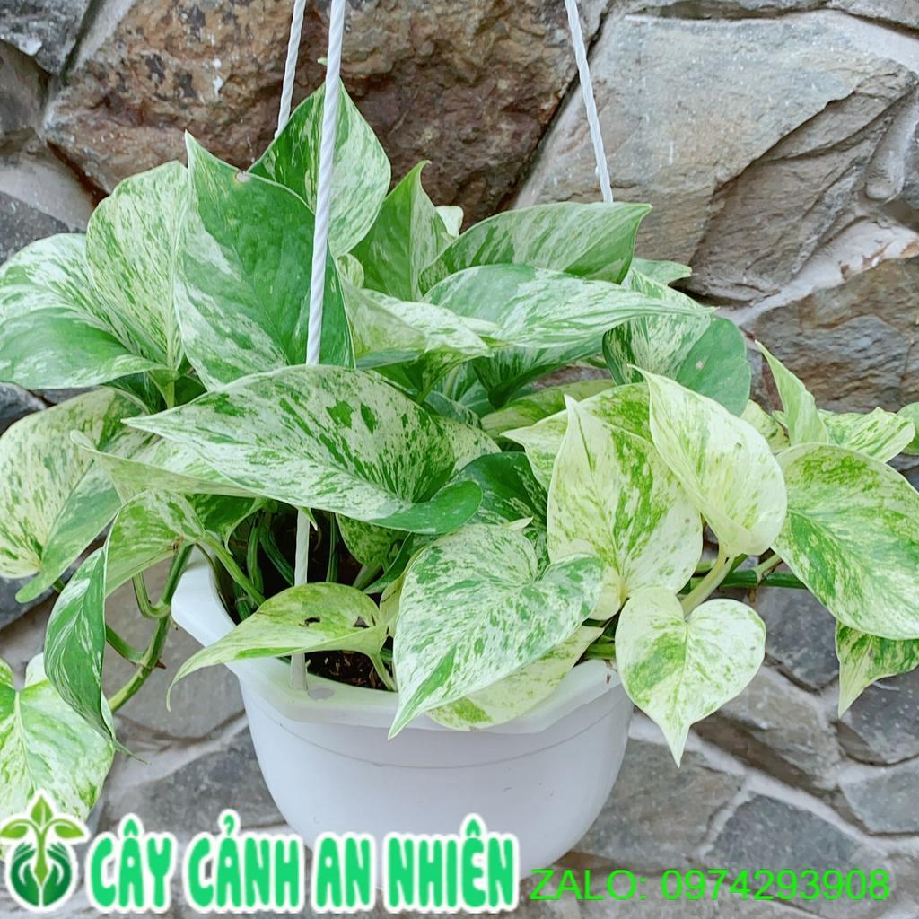 Chậu Trầu Bà Sữa