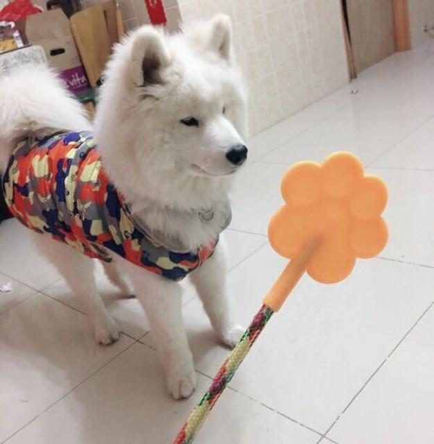 Roi huấn luyện cún cưng