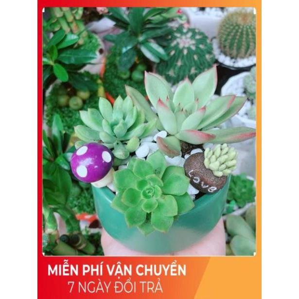 Chậu Sen Đá Tiểu Cảnh