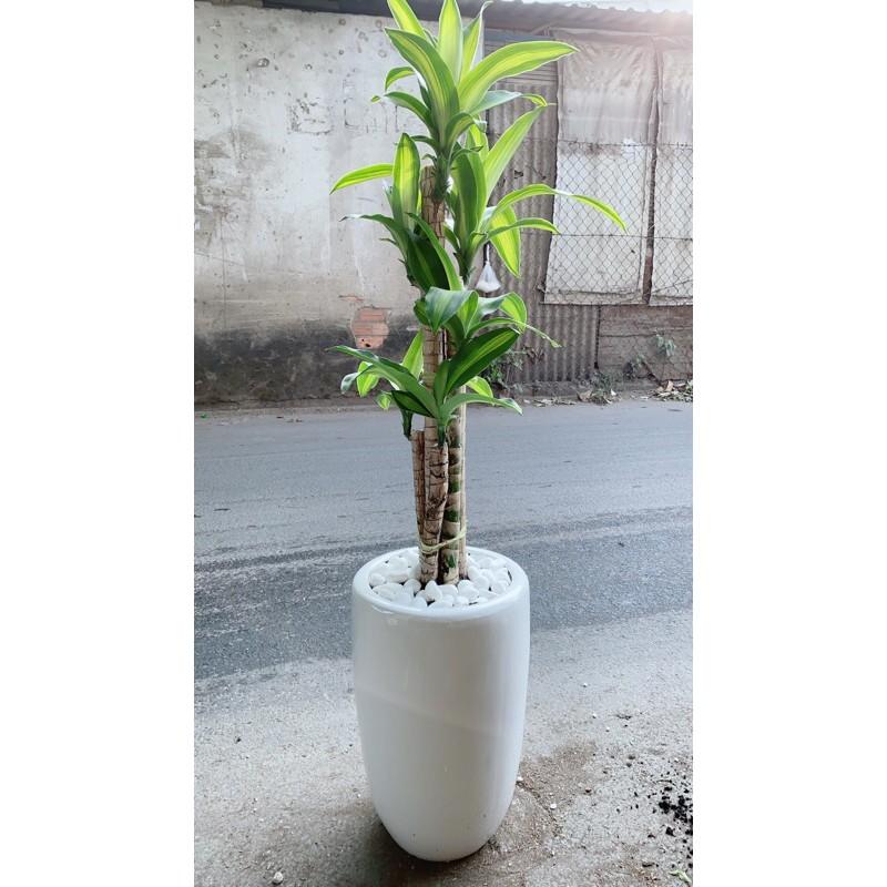 Chậu Cây Thiết Mộc Lan