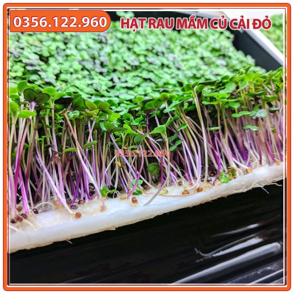 Combo 3 gói Hạt rau mầm rau củ cải đỏ - gói 50g - hạt tuyển chọn chất lượng cao