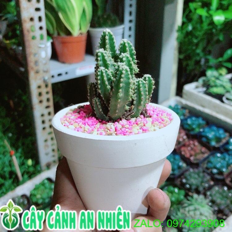 Chậu Xương Rồng Thanh Sơn