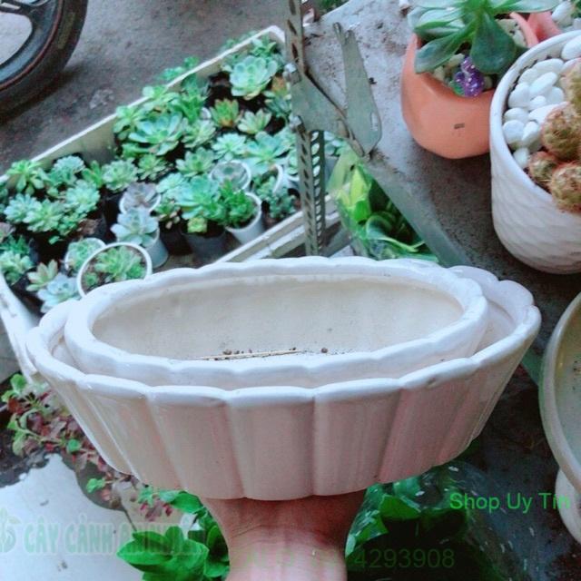 Combo 2 Chậu Trồng Cây