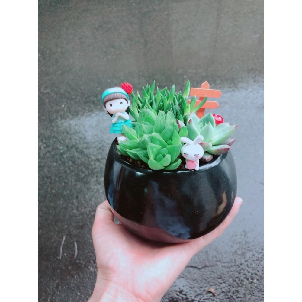 Chậu sen đá tiểu cảnh Bán Chạy
