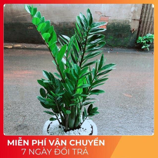 Chậu Kim Tiền Size Đại