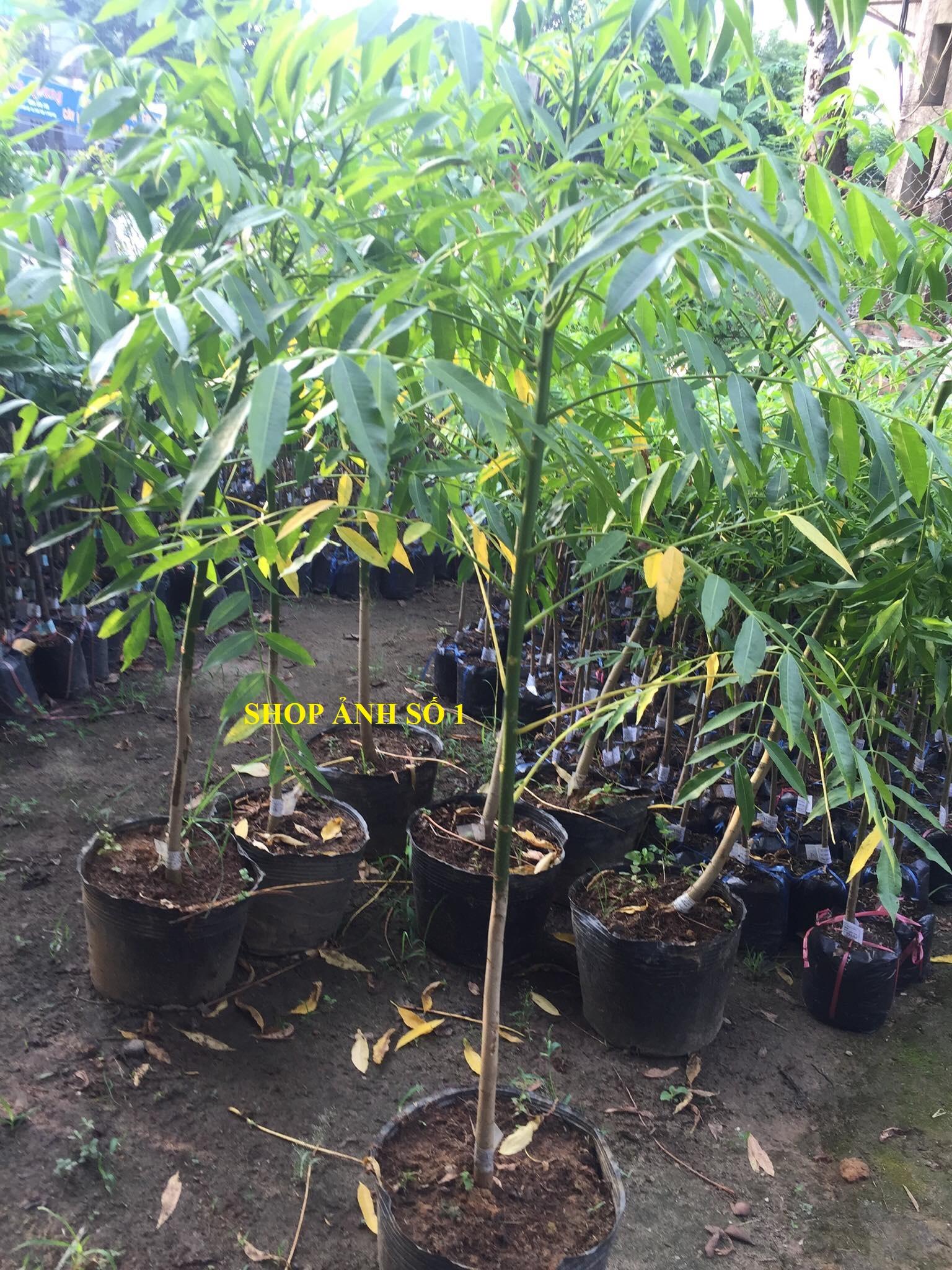 Cây CÓC THÁI ghép, CÂY LỚN nguyên bầu, cây mập to khỏe, siêu sai quả, quả giòn, cam kết chất lượng