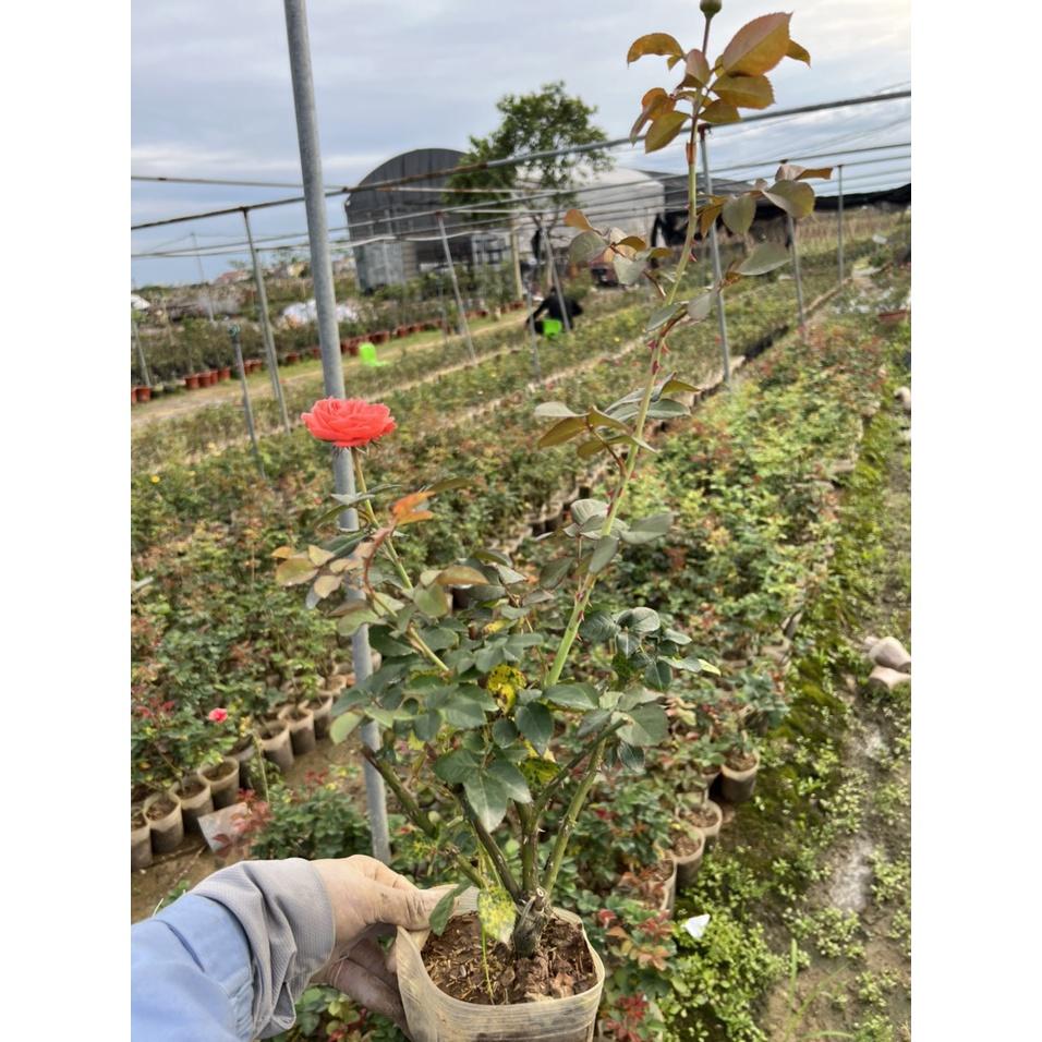 Hoa hồng Ngoại Rouge Royal Siêu Thơm - cây giống ươm bầu ổn định