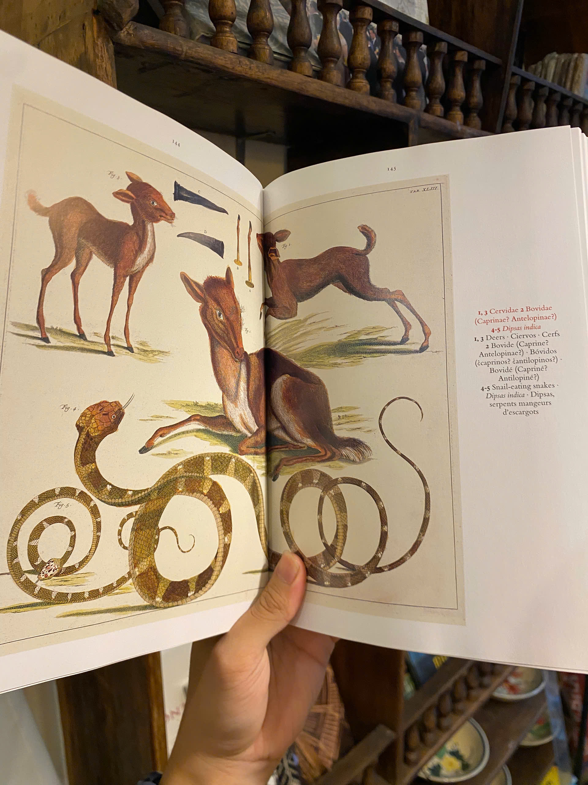 Sách - Cabinet of Natural Curiosities by Albertus Seba | Natural History - English Science Book