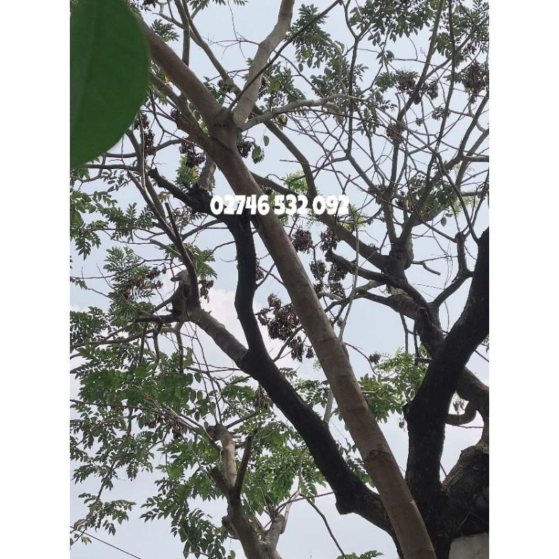 HẠT GIỐNG GỖ SƯA ĐỎ QUÝ