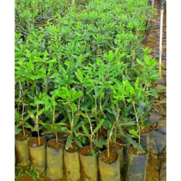 COMBO 3 cây mắc ca