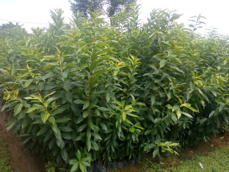 Cây, Lá vối tươi