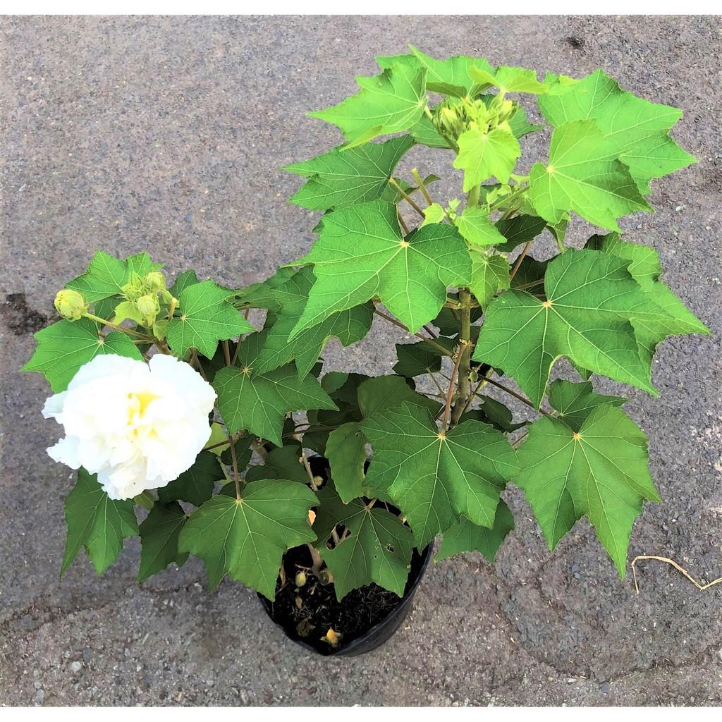 Chậu cây hoa Phù Dung cao 70 - 90 cm