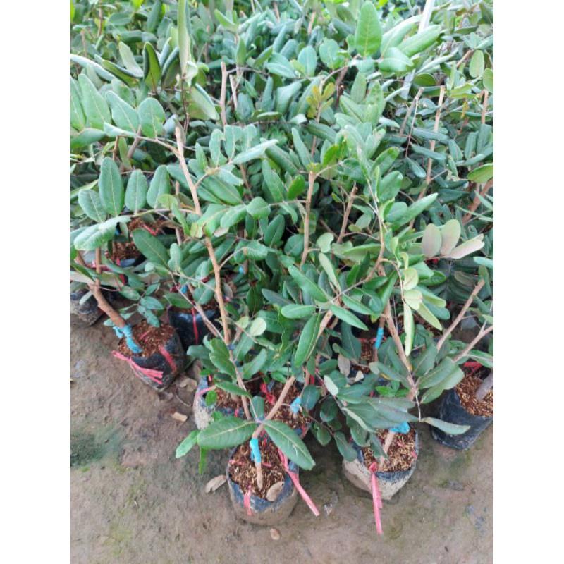 Cây Giống Nhãn Xuồng Cơm Vàng
