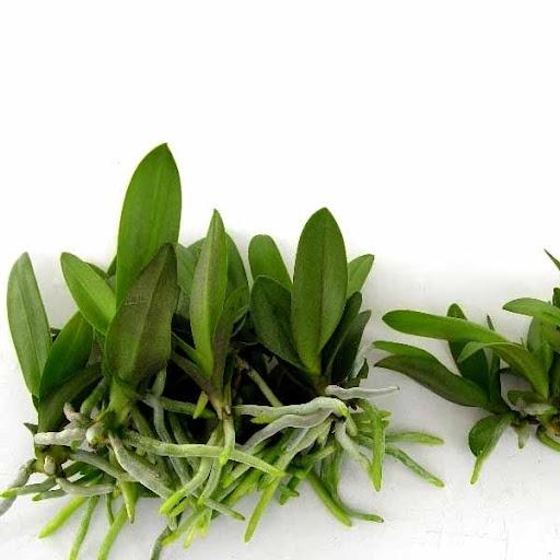 Phân bón Siêu lân đỏ + kali kích thích đỉnh sinh trưởng - tăng ra rễ, phân hóa hoa, nhanh đậu quả
