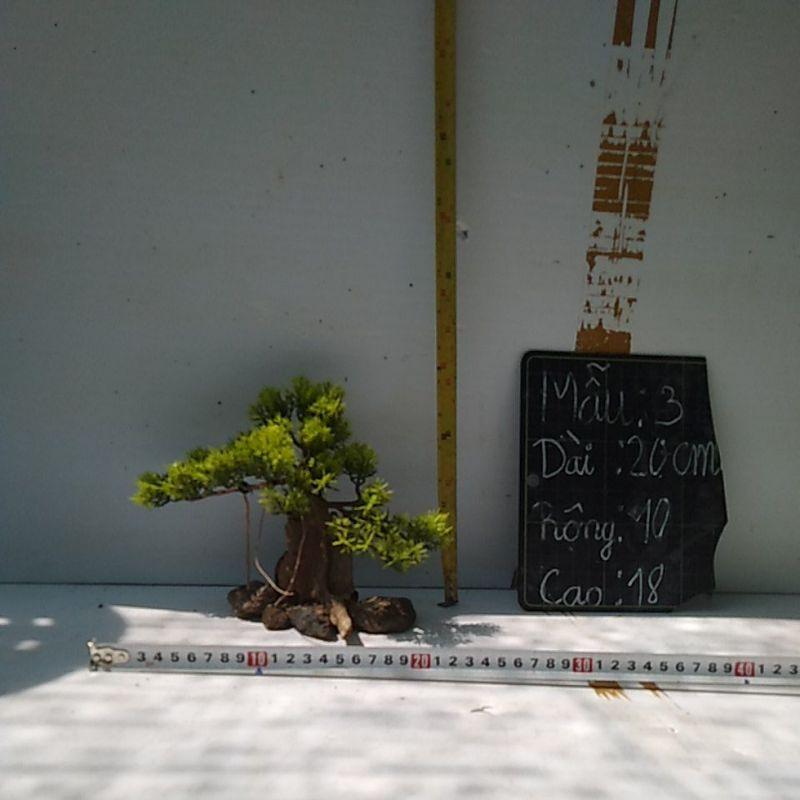 Bónai bể cá cảnh- bonsai hồ thủy sinh