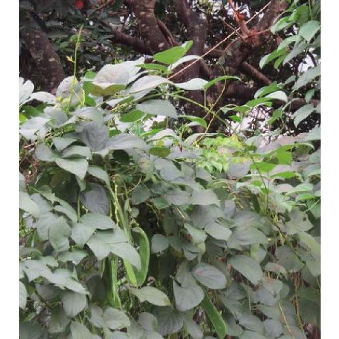 Hạt giống đậu ngự CT154 - Gói 5 hạt