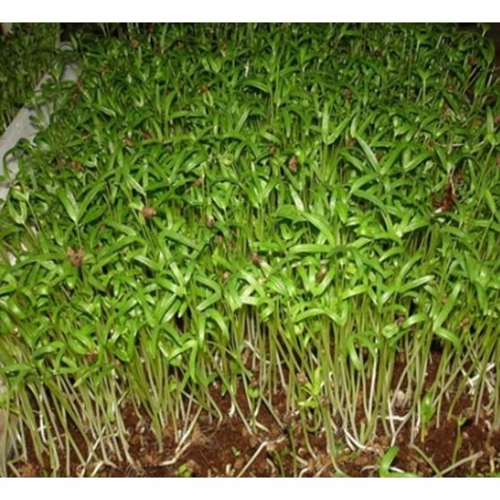 50gr hạt giống mầm rau muống Thái