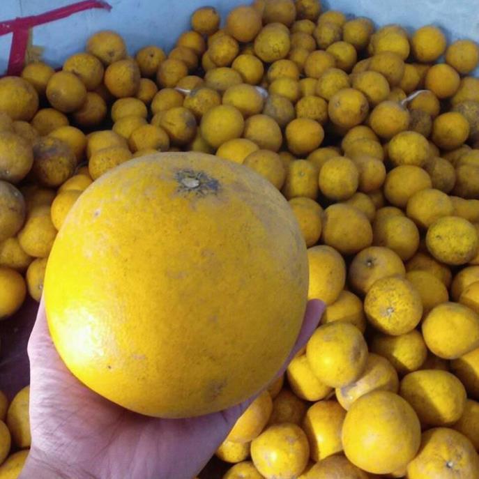 COMBO 2 CÂY GIỐNG BƯỞI DIỄN SIÊU NGON SIÊU QUẢ
