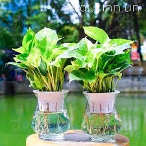 CÂY VẠN NIÊN THANH ( TRẦU BÀ) CÂY TO, chuẩn giống f1