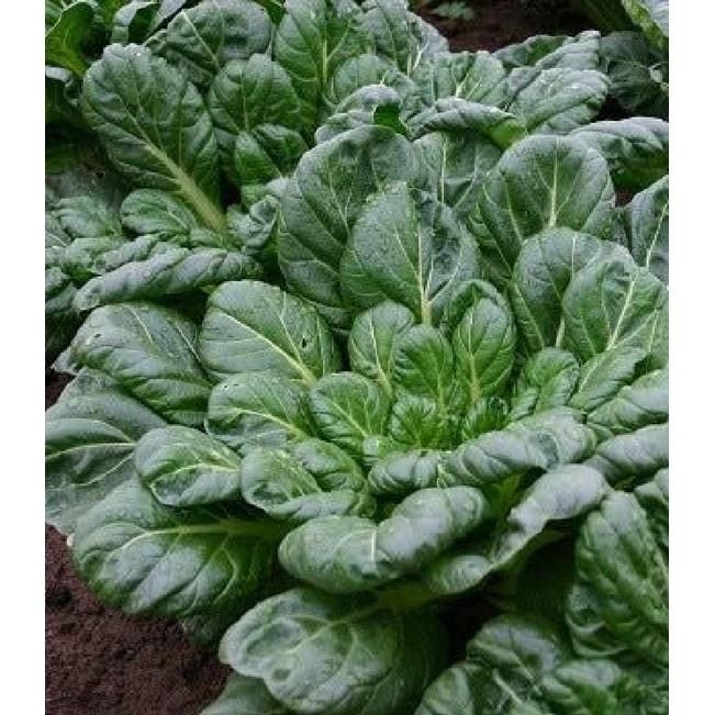 Combo 3 gói hạt giống rau cải hoa hồng xanh-gói 30 hạt-tặng kèm gói phân bón lót