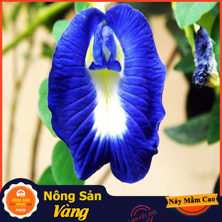 Hạt giống Hoa Đậu Biếc Đơn ( Gói 20 hạt ) - Nông Sản Vàng