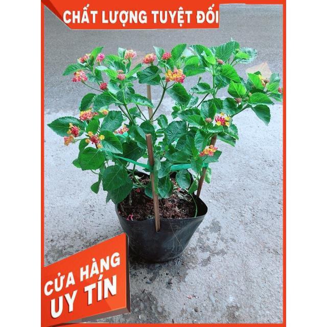 Hoa Ngũ Sắc