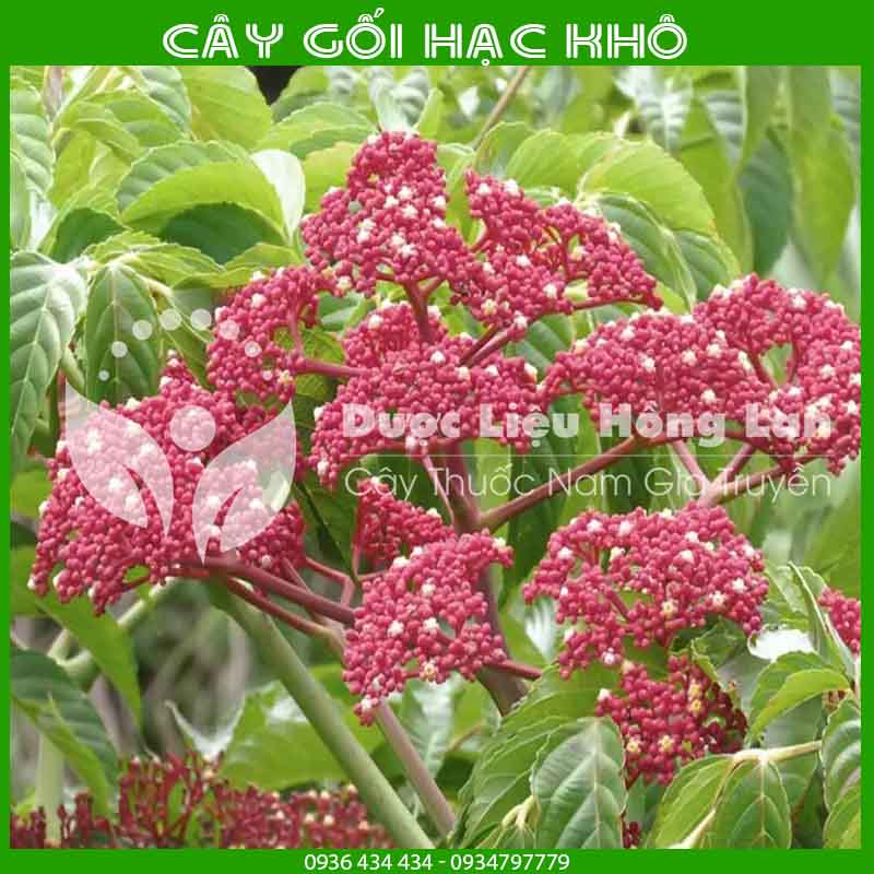 Cây Gối Hạc khô đóng gói 500g