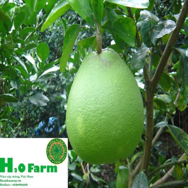 Cây Bưởi Da Xanh Chuẩn Giống Bến Tre Trái Ngọt Tép Mọng Nước + Tặng 01 cây dâu da đất
