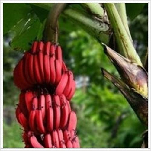 Cây giống CHUỐI ĐỎ ngọt thơm - hàng cây giống CHUẨN F1